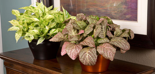 Two Fittonia (Nerve Plant) houseplants with ornate leaf veining patterns, one with green and white leaves in a black pot and the other with pink and green leaves in a terracotta pot, placed on a wooden table against a wall with framed artwork.