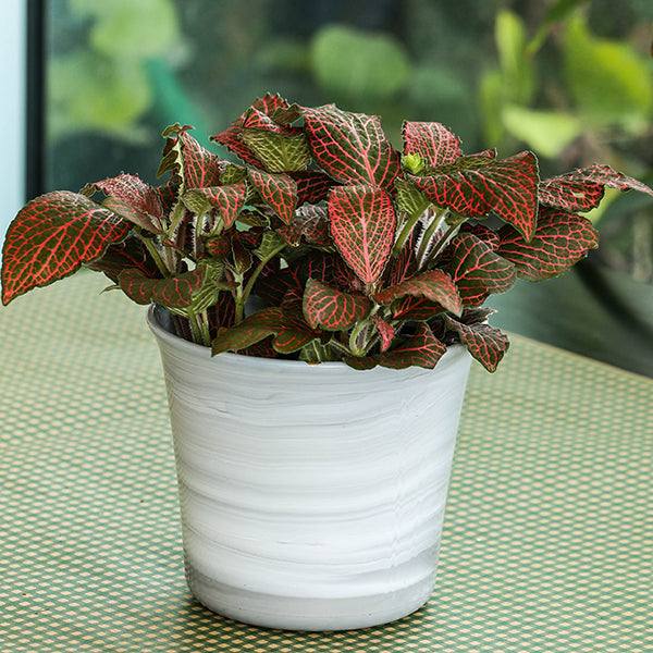 Red Anne Nerve Plant