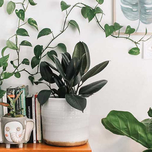 5 Tips for Houseplant First Timers