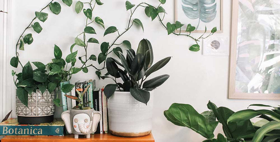 5 Tips for Houseplant First Timers