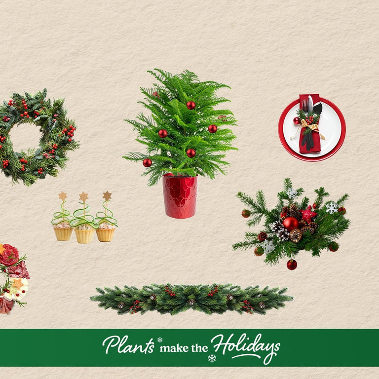 The Costa Farms 2025 Holiday Day Gift Guide