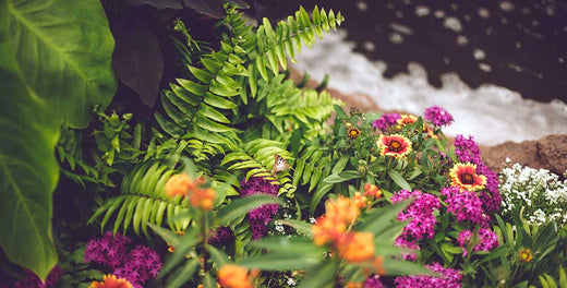 Perennials and Annuals: What's the Difference in Florida