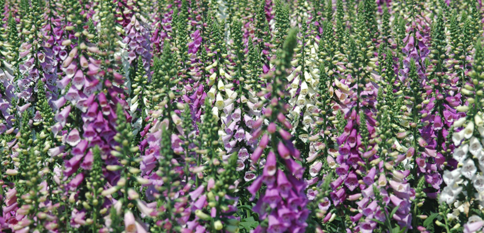 Foxglove