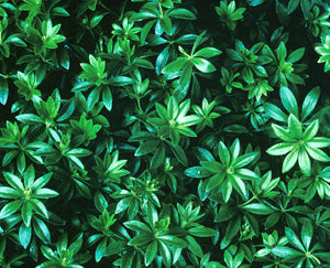 Sweet Woodruff