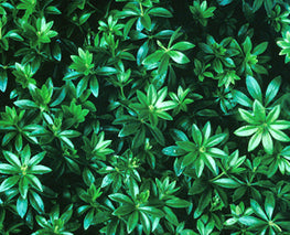Sweet Woodruff