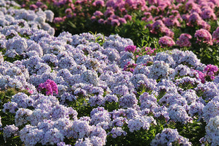 Phlox, Garden