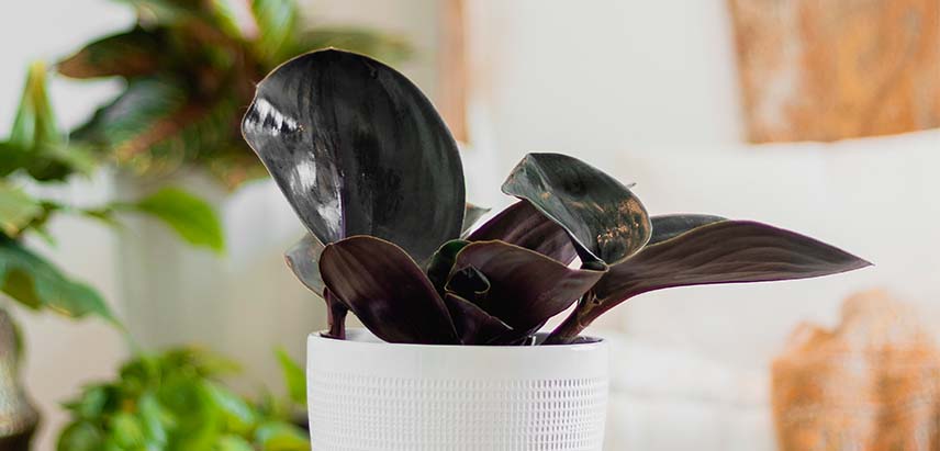 A beautiful Geo plant with big leaves in a white pot
