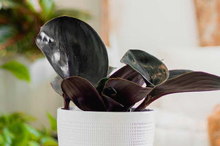 A beautiful Geo plant with big leaves in a white pot