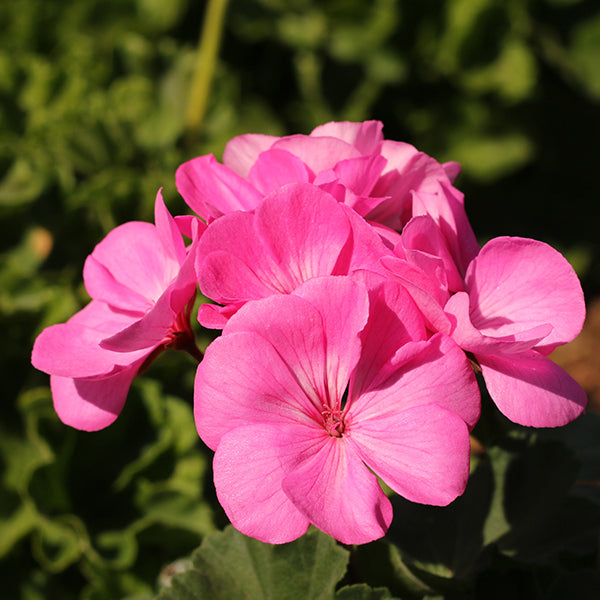 Presto Pink Geranium – Costa Farms