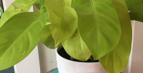 Trending Tropicals® Collection: Meet Golden Goddess Philodendron