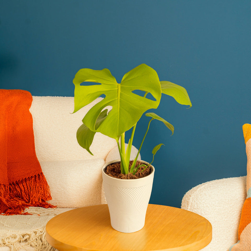 Monstera deliciosa Golden Compact in a white self-watering container on a wood table in front of a blue wall