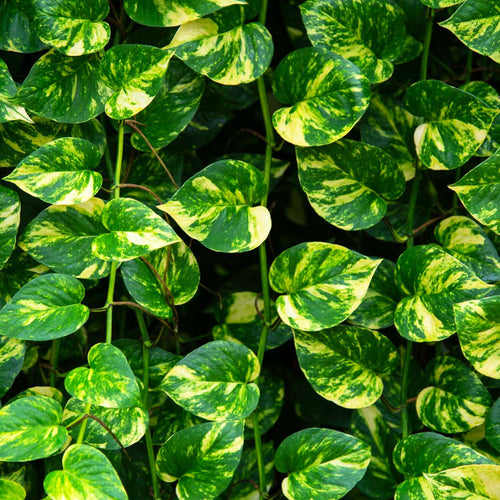 Closeup of green-and-gold Golden Pothos leaves cascading from trailing vines in Costa Farms greenhouse