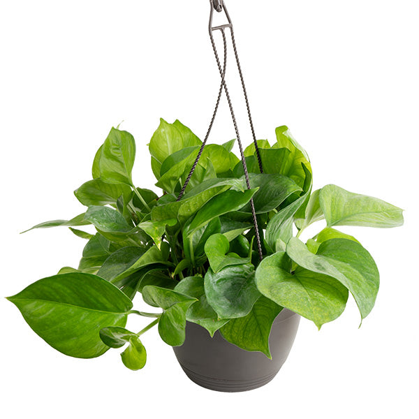 Greenjula Pothos