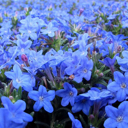 Siembre una Alfombra de Color en su Jardín