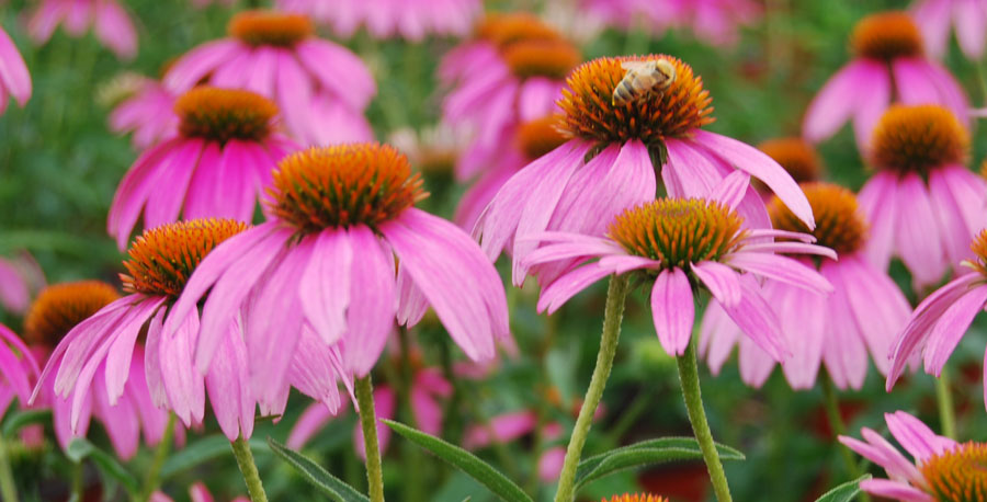 Grow Perennials with Native Roots