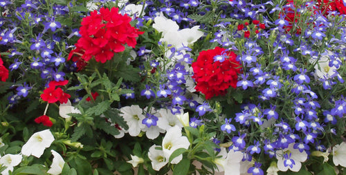 Plant a Patriotic Porch