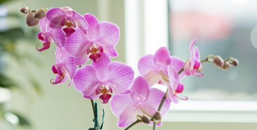 Orchids for Healthy Zzzzzzs