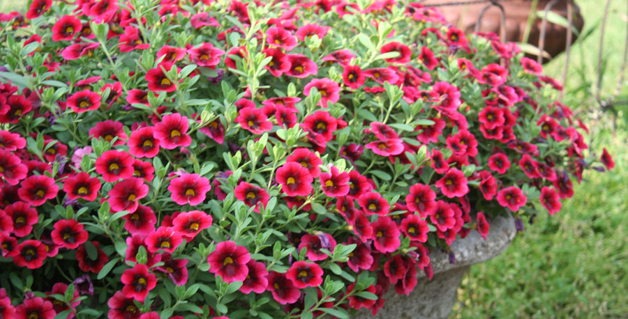 Single Color Pots – Costa Farms