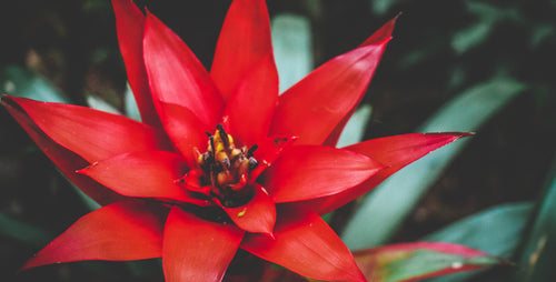 Holiday Naturals: Red-and-Green Houseplants