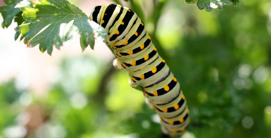Embracing Garden Insects