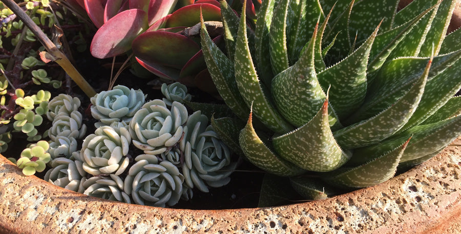 Super Succulent Pots