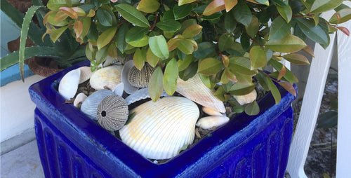 Mulch Containers with Shells