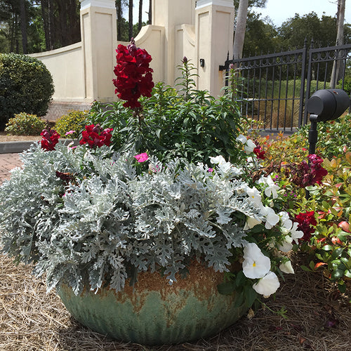 Container Gardening Magic