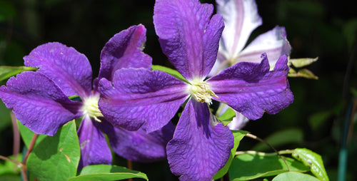 Add Drama to Your Garden with Clematis
