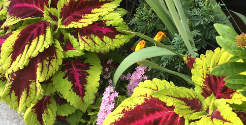 Get Big Color in Sun or Shade with Coleus