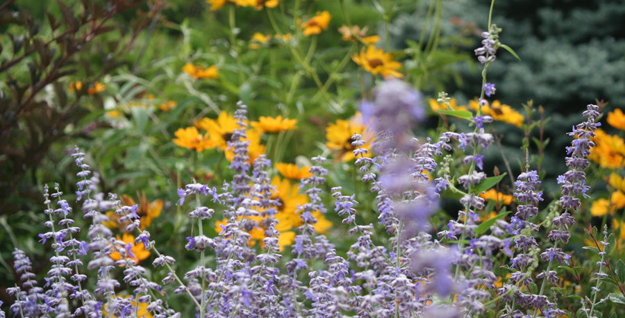 Low Water Perennials