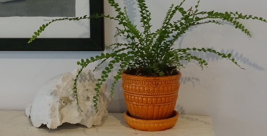 Create Houseplant Vignettes
