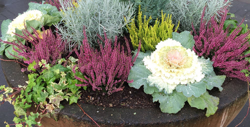 Gardening Near the Arctic Circle