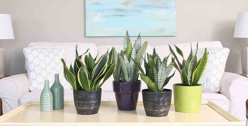 Sansevieria: Best Houseplant for Dark Corners