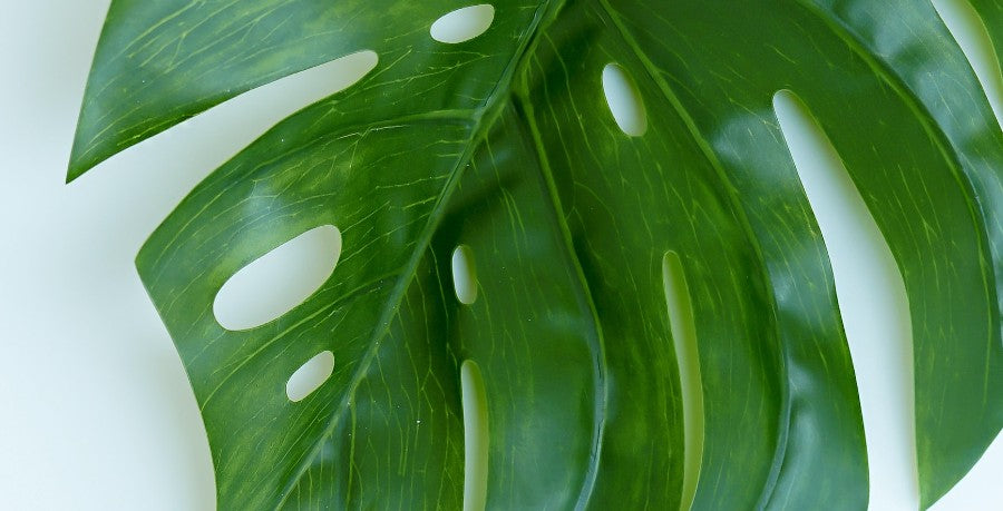 Splits and Holes: Plants with Fenestration
