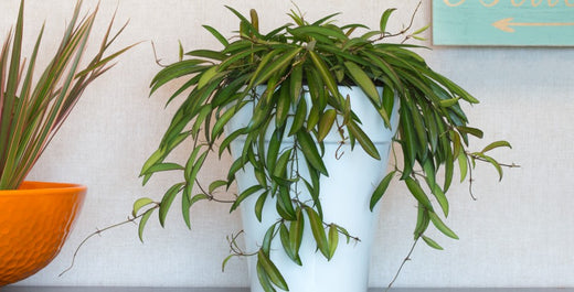 Discovering the Different Types of Hoyas