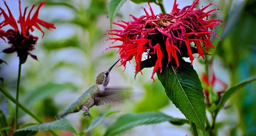 5 Tips for Enticing Hummingbirds to Your Yard