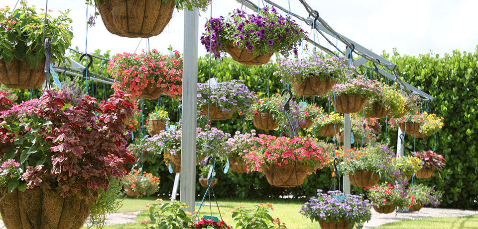 Hanging Baskets for Summer