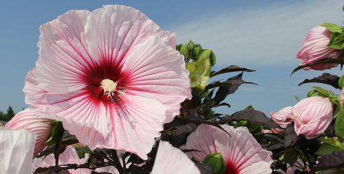 Hardy Hibiscus for Northern Climates