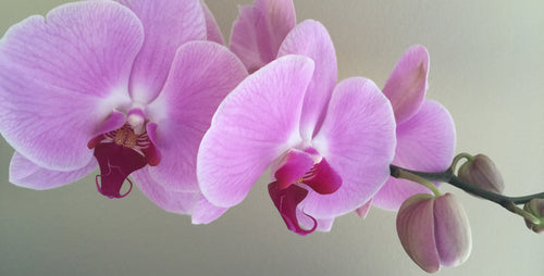 My Reblooming Orchid