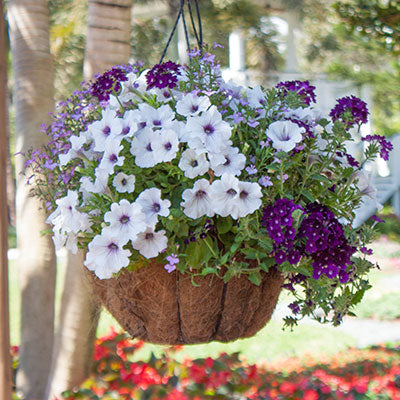 10 Tips for Container Garden Design
