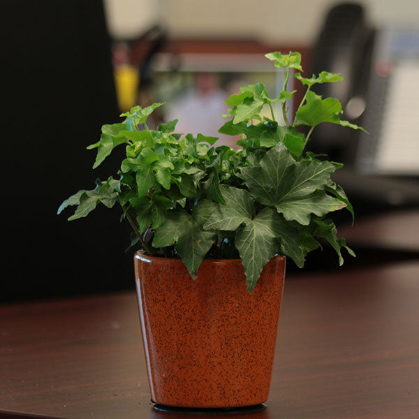 Lesson Plan: Benefits of Indoor Plants