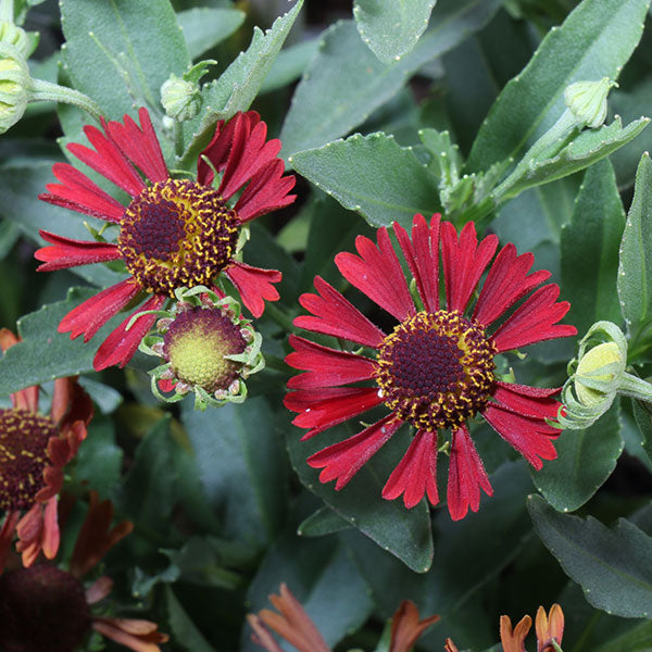 Helenium – Costa Farms