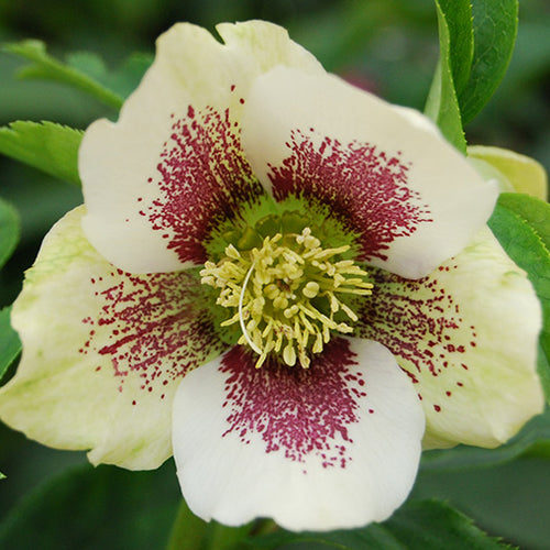 Start Your Spring Perennial Garden with Hellebores