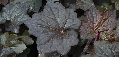 Grow Spooky Halloween Plants