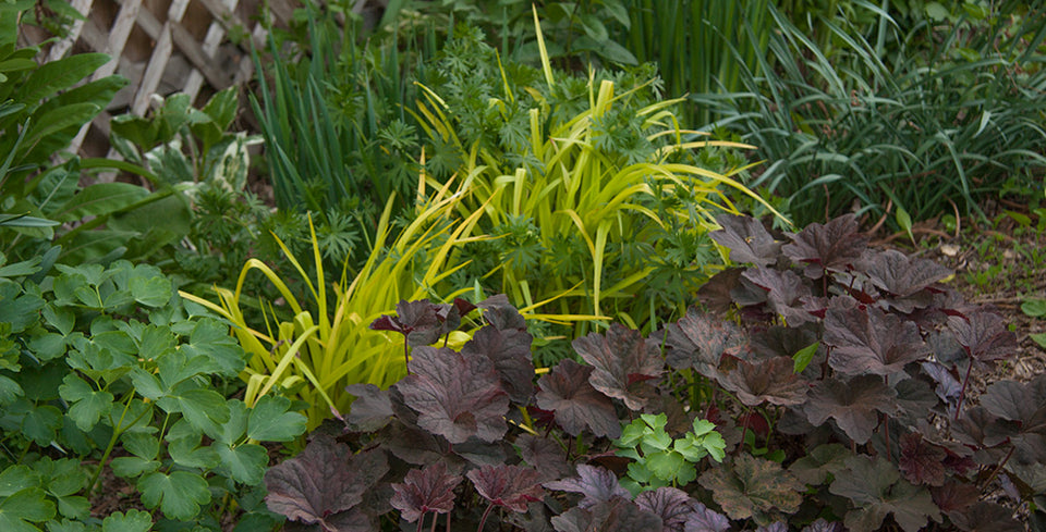 A Colorful Perennial Combo for Shade