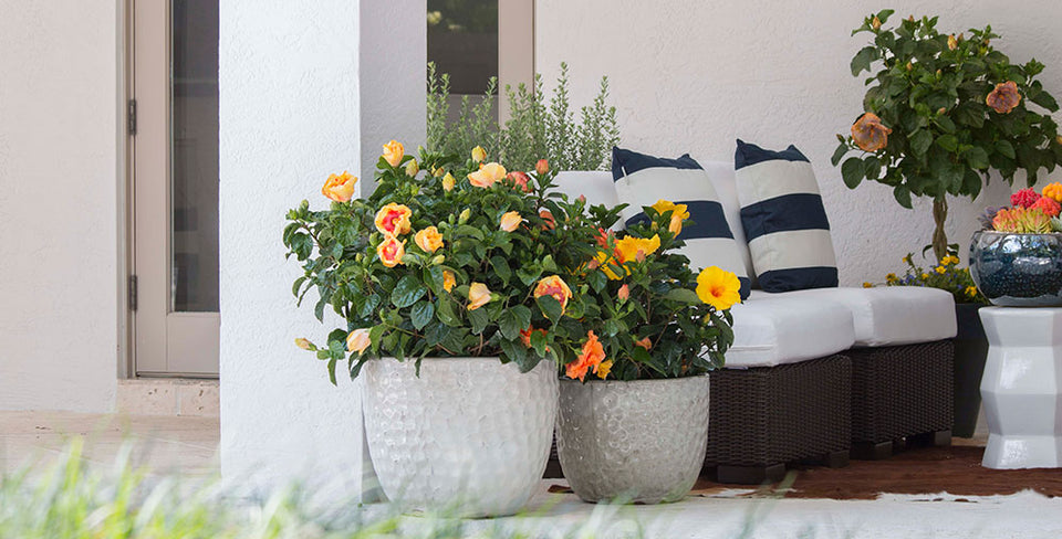 Hibiscus Care Tips