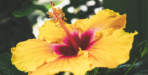 5 Reasons to Love Hibiscus