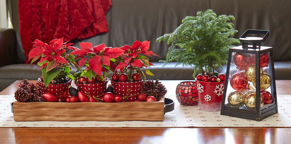 4 Favorite Holiday Plants