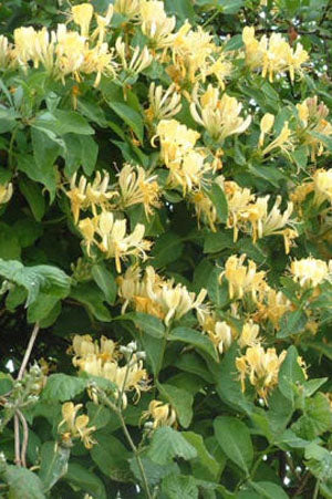 Honeysuckle