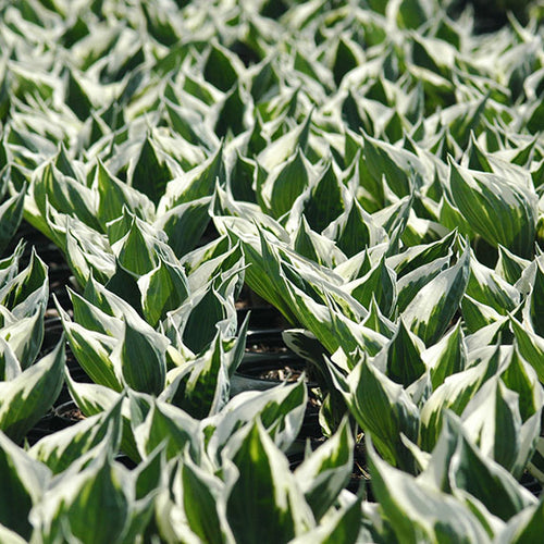 5 Reasons to Grow Hostas in Your Yard